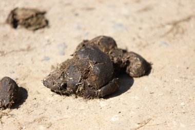 Kumlu bir yolda duran at gübresinin yakınına.