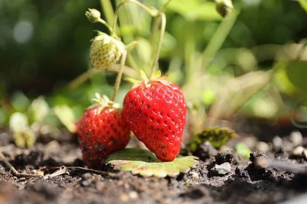 Close Van Een Felrode Aardbei Een Zonnige Zomerdag Een Natuurlijke — Stockfoto