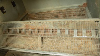 Kümes hayvanları için pis bir kafes. Mutsuz tavuk