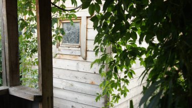 Vahşi bahçe, eski bir evin kirli penceresi, yabani üzümler, sürüngen, tırmanma