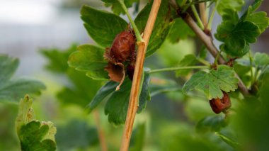 Böğürtlen çalısı tırtıl zararlısından etkilenmiş. Fotoğraf.