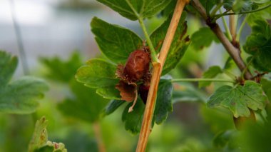 Böğürtlen çalısı tırtıl zararlısından etkilenmiş. Fotoğraf.