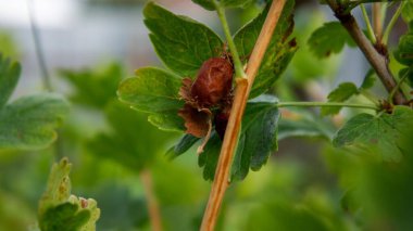 Böğürtlen çalısı tırtıl zararlısından etkilenmiş. Fotoğraf.