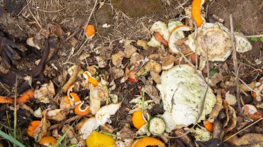 Food waste in a compost heap. Composting. Rot. Fermentation clipart
