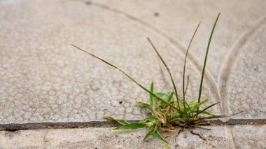 Çimenler beton kaldırımı delip geçer.
