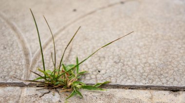 Çimenler beton kaldırımı delip geçer.