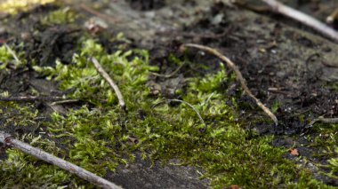Moss, eski bir tahta üzerinde sphagnum. Yosun kaplı yaşlı bir ağaç. Sihirli orman. Orman yosunu