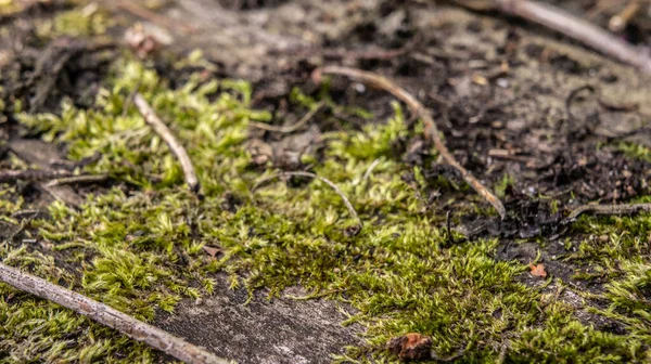 Muschio Sfagno Una Vecchia Tavola Legno Vecchio Albero Coperto Muschio — Foto Stock