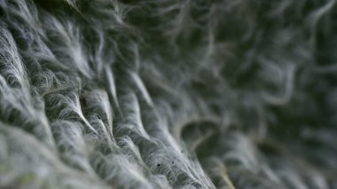 Bir yaprak dolusu stachy. Bitkinin kabarık yaprakları. Kürk Yaprağı. Seçici odaklanma. Kapatın. Makro