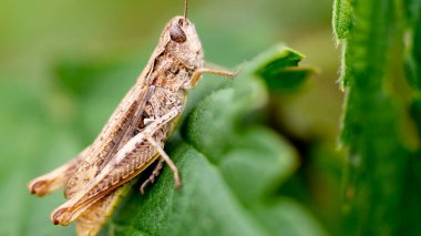 Yeşil çimlerin üzerinde çekirge. Böcekler. Yaz zamanı. Seçici odaklanma. Kapatın. Makro