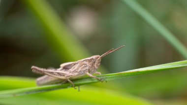 Yeşil çimlerin üzerinde çekirge. Böcekler. Yaz zamanı. Seçici odaklanma. Kapatın. Makro