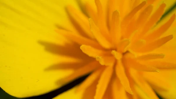 Flor Naranja Eschscholzia Florece Jardín Pétalos Pistilos Estambres Flor Enfoque — Foto de Stock