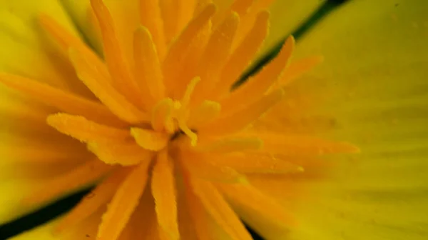 Kwiat Pomarańczy Eschscholzia Kwitnie Ogrodzie Płatki Pistilery Łodygi Kwiatowe Wybiórcze — Zdjęcie stockowe