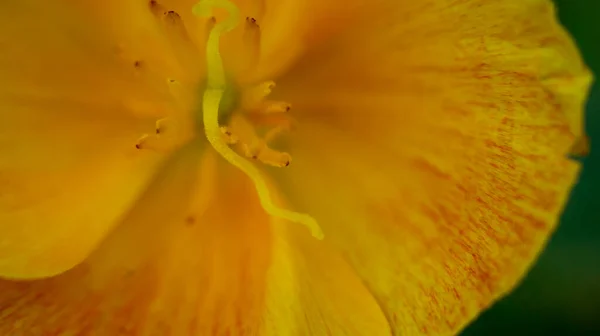 Eschscholzia Narancsvirág Virágzik Kertben Szirmok Pisztolyok Virágállványok Szelektív Fókusz Közelről — Stock Fotó