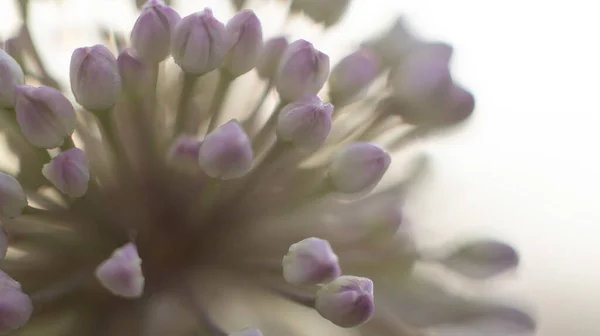 Papilas Allium Botões Flores Roxas Contra Direcção Luz Foco Seletivo — Fotografia de Stock