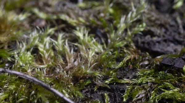 Moss Sphagnum Egy Öreg Deszkán Egy Öreg Mohával Borítva Mágikus — Stock Fotó