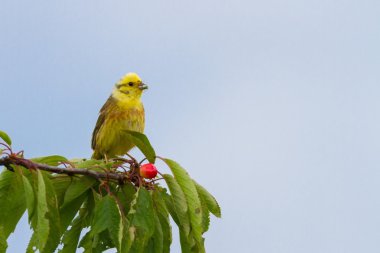 Goldammer lat Emberiza citrinella