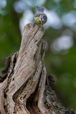 Blaumeise lat. Parus caeruleus