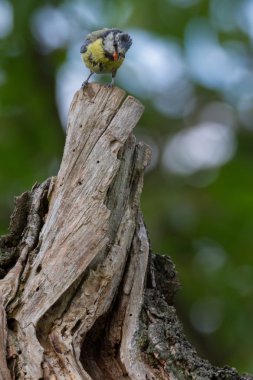 Blaumeise lat. Parus caeruleus
