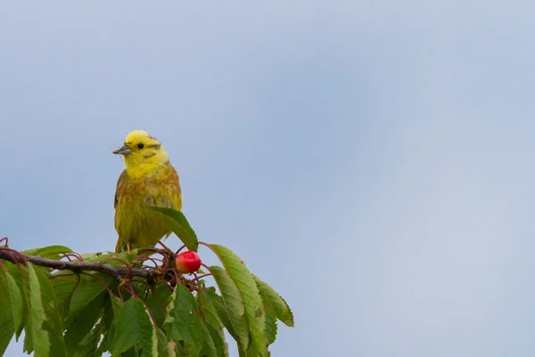 Goldammer lat Emberiza citrinella — Stockfoto