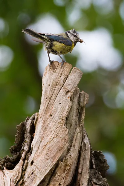 Blaumeise lat. Parus caeruleus — Stockfoto