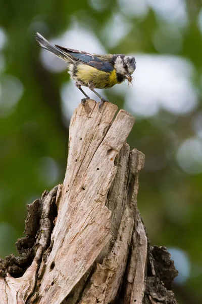 Blaumeise lat. Parus caeruleus — Foto de Stock