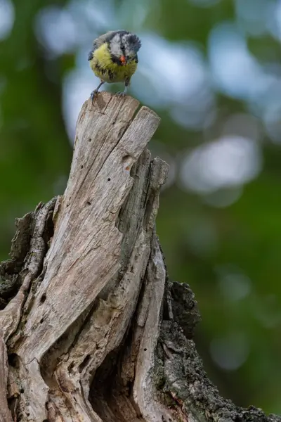 Blaumeise lat. Parus caeruleus — Stockfoto