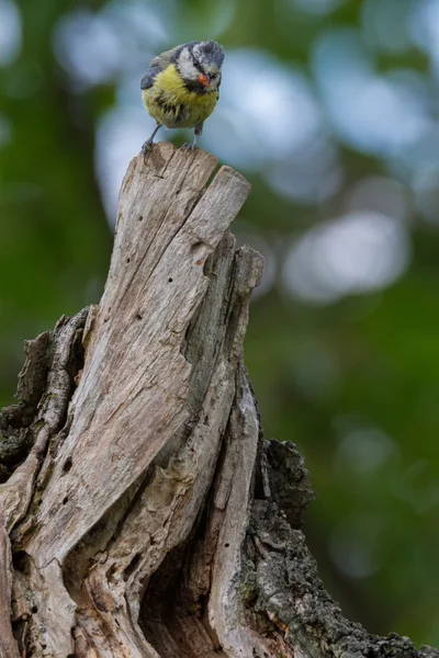 Blaumeise lat. Parus caeruleus — Stock fotografie