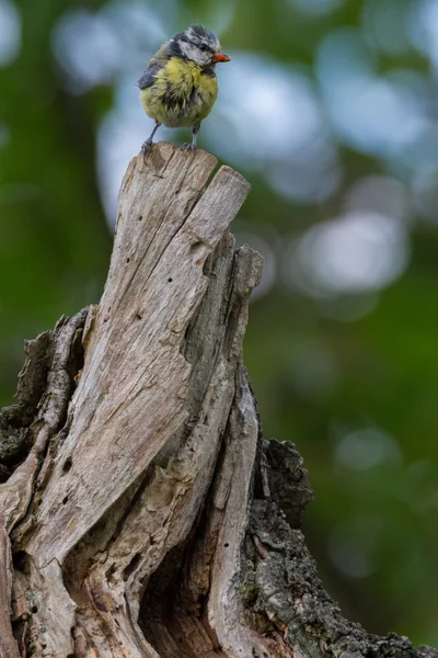 Blaumeise lat. Parus caeruleus — Stockfoto