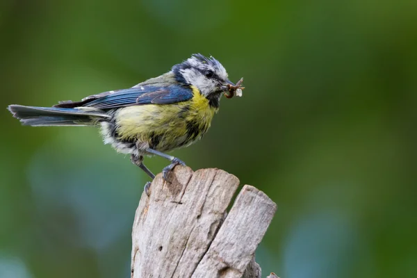 Blaumeise lat. Parus Caeruleus — Stok Foto