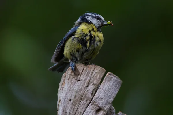 Blaumeise lat. Parus caeruleus —  Fotos de Stock