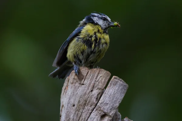 Blaumeise lat. Parus caeruleus —  Fotos de Stock