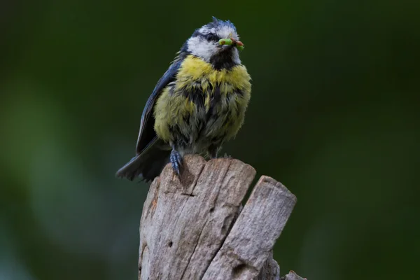 Blaumeise lat. Parus caeruleus — Stock Fotó