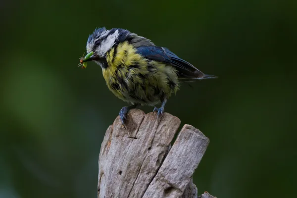 Blaumeise lat. Parus caeruleus — Stockfoto