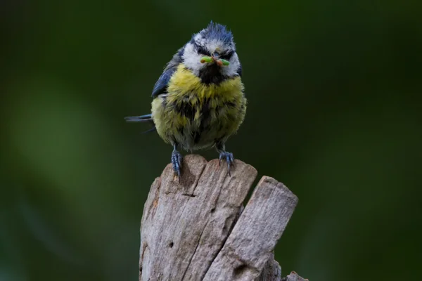 Blaumeise lat. Parus caeruleus — Stockfoto