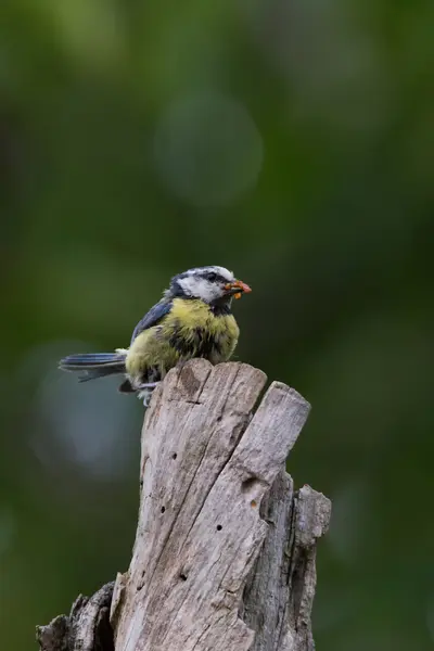 Blaumeise lat. Parus caeruleus — Stockfoto