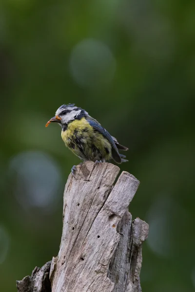 Blaumeise lat. Parus caeruleus — Fotografia de Stock