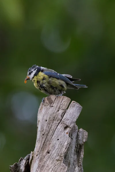 Blaumeise lat. Parus caeruleus — Stock Fotó