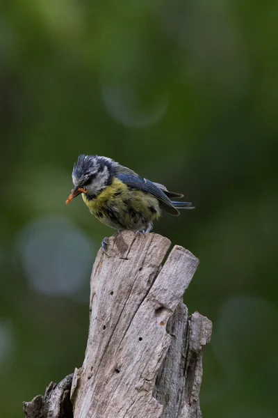 Blaumeise lat. Parus caeruleus — Stock Photo, Image