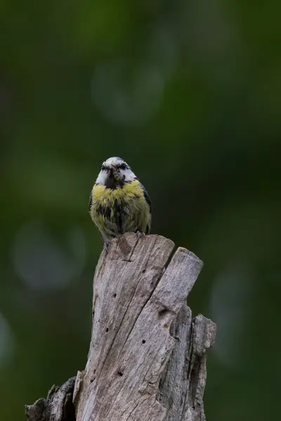 Blaumeise lat. Parus caeruleus — Stock Fotó