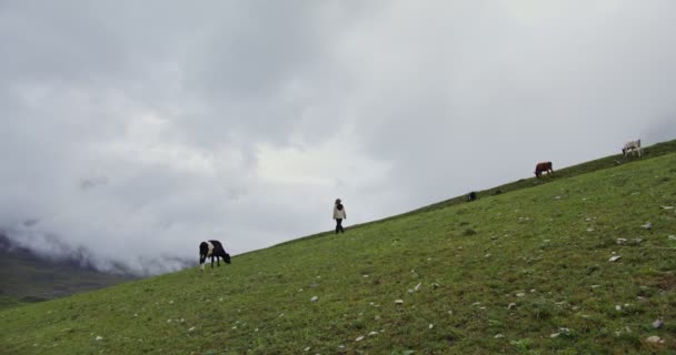 Кавказ, Эльбрус, женщина идет по склону горы между коровами — стоковое видео