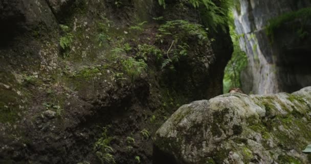 Ryssland, Kaukasus. En ung kvinna tar sig igenom stenarna mellan klipporna. — Stockvideo