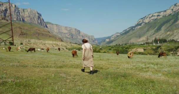 Cáucaso. Uma jovem caminha entre vacas pastando em pastagens nas montanhas — Vídeo de Stock