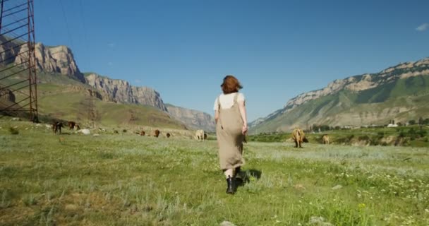 Kaukázus. Egy fiatal nő a hegyekben legelő tehenek között sétál. — Stock videók