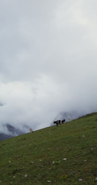 Bergkoeien grazen op een groen gazon tussen de bergtoppen — Stockvideo