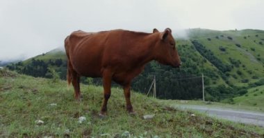 Dağ inekleri dağın zirveleri arasında yeşil bir çimenlikte otlar.