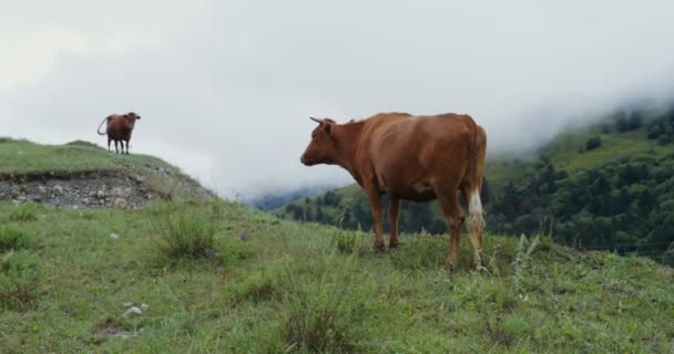 Vacas da montanha pastam em um gramado verde entre os picos da montanha — Vídeo de Stock
