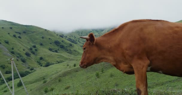 Vaches de montagne paissent sur une pelouse verte parmi les sommets des montagnes — Video