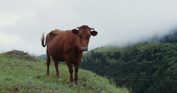 Bergkoeien grazen op een groen gazon tussen de bergtoppen — Stockvideo