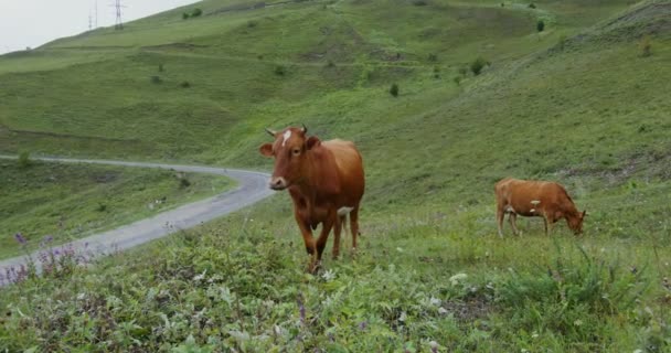 Vacas da montanha pastam em um gramado verde entre os picos da montanha — Vídeo de Stock